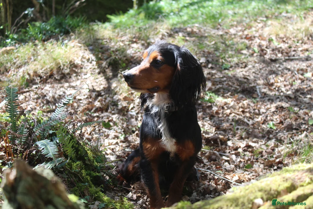 Cocker Spaniel dogs for stud: Health Tested Black & Tan W/Cocker Spaniel Stud in Totnes - Advert 9