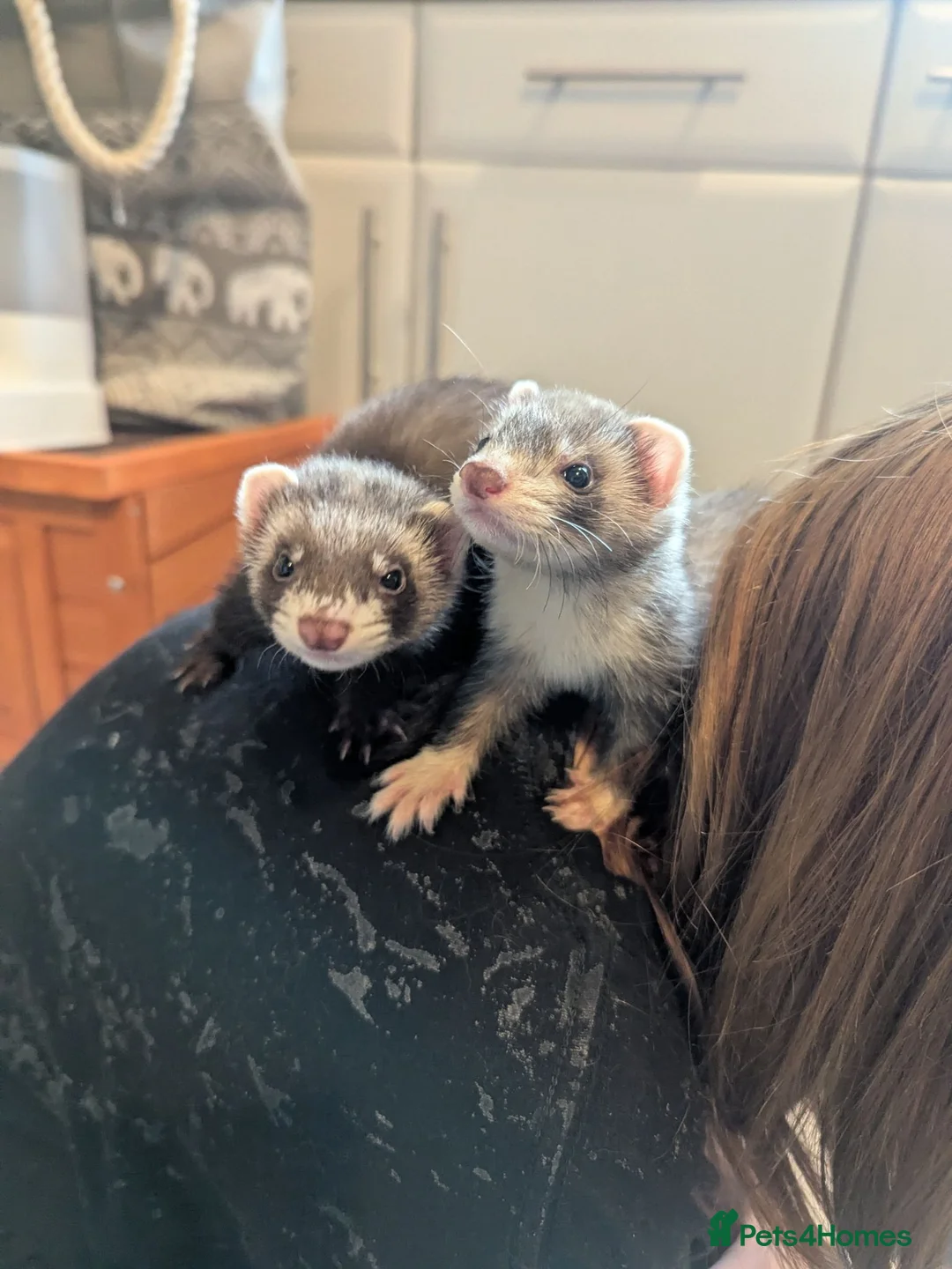 Ferret rodents for sale: 3 female bonded ferrets and setup - Advert 2
