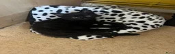 Mixed Breed cats for sale: Male kitten - Advert 8