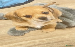 Mixed Breed dogs for sale: 2 adorable little imperial Shih tzus boys ❤️ - Image 5