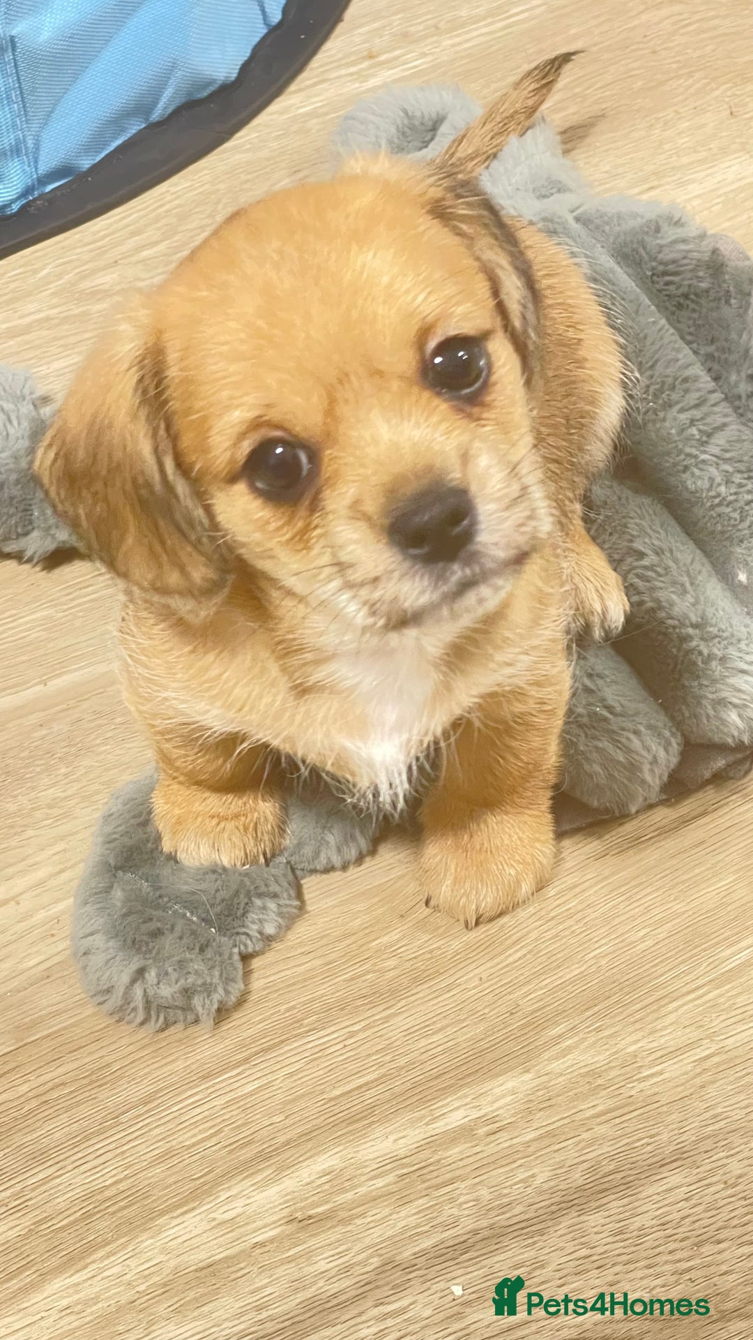 Mixed Breed dogs for sale: 2 adorable little imperial Shih tzus boys ❤️ - Image 5