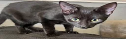 Mixed Breed cats for sale: Beautiful kittens for sale  - Advert 29