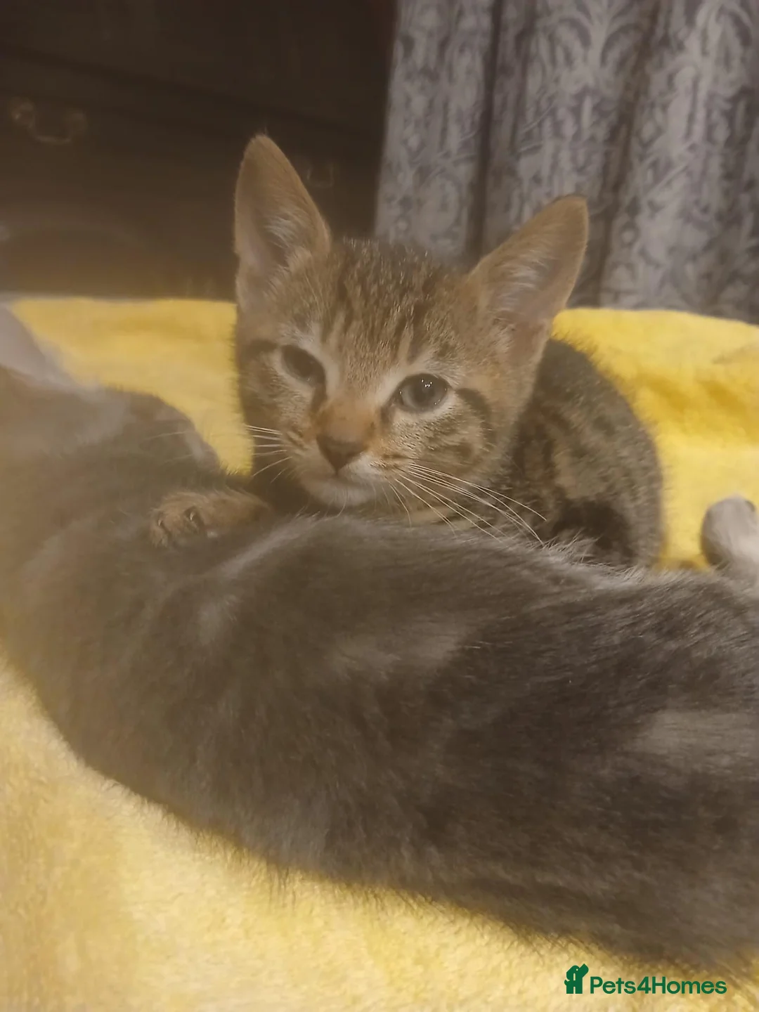 Mixed Breed cats for sale: 2 beautiful kittens ready now - Advert 2