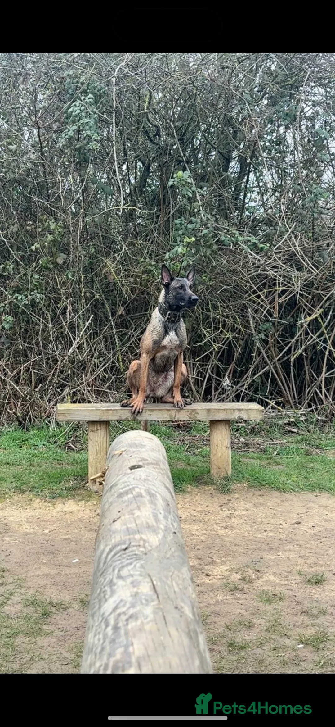 Belgian Shepherd Dog dogs for sale: Effie! - Advert 8