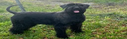 Giant Schnauzer dogs for sale: Giant Schnauzer Puppies  - Advert 1