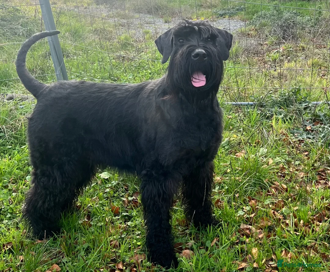 Giant Schnauzer dogs for sale: Giant Schnauzer Puppies  - Advert 1