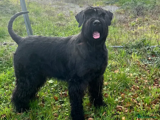 Giant Schnauzer dogs for sale: Giant Schnauzer Puppies - Advert 1