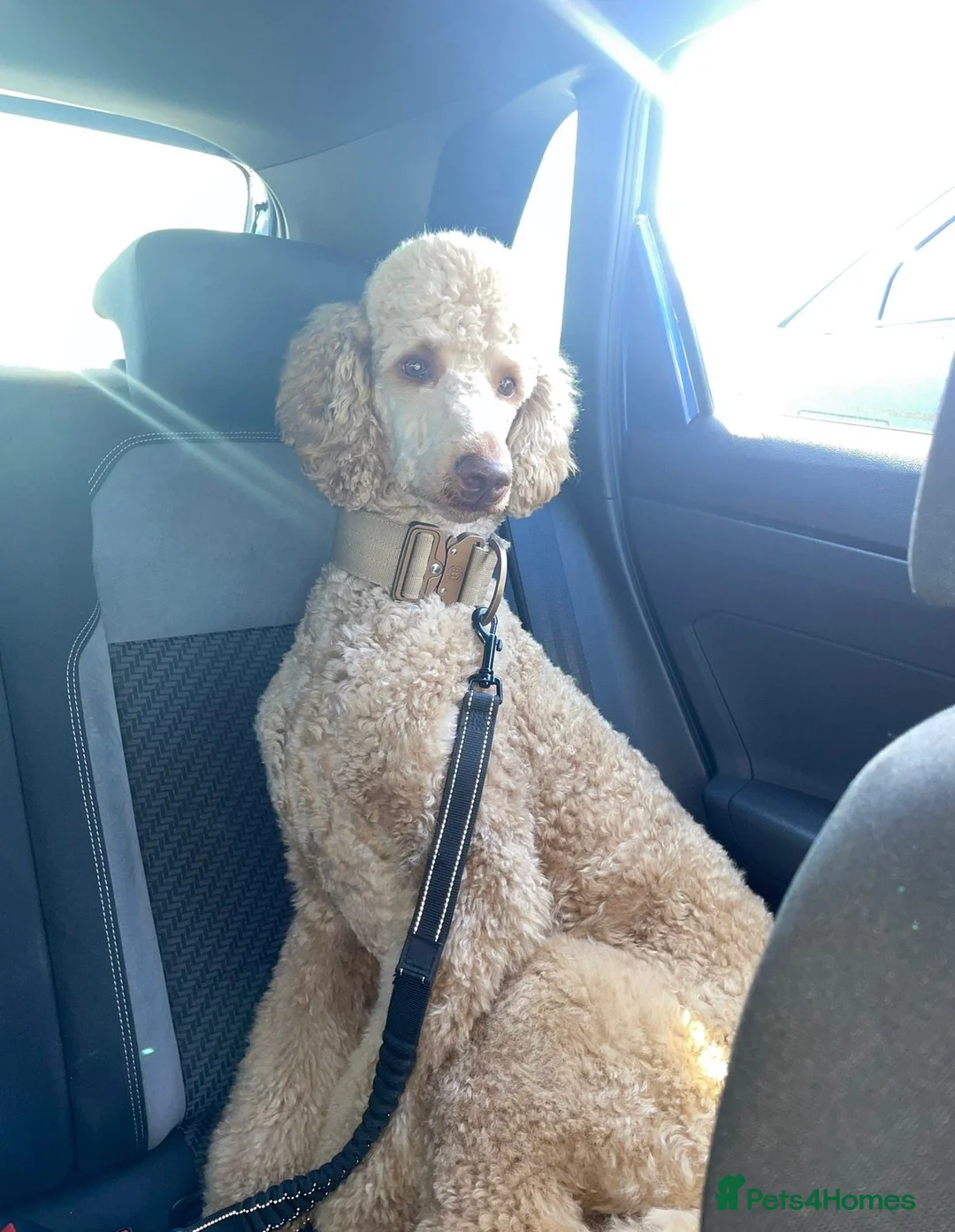 Standard Poodle dogs for stud: Standard Poodle for Stud - Advert 2