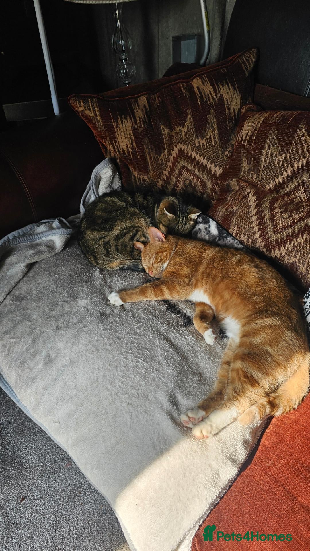 Mixed Breed cats Free  - Advert 2