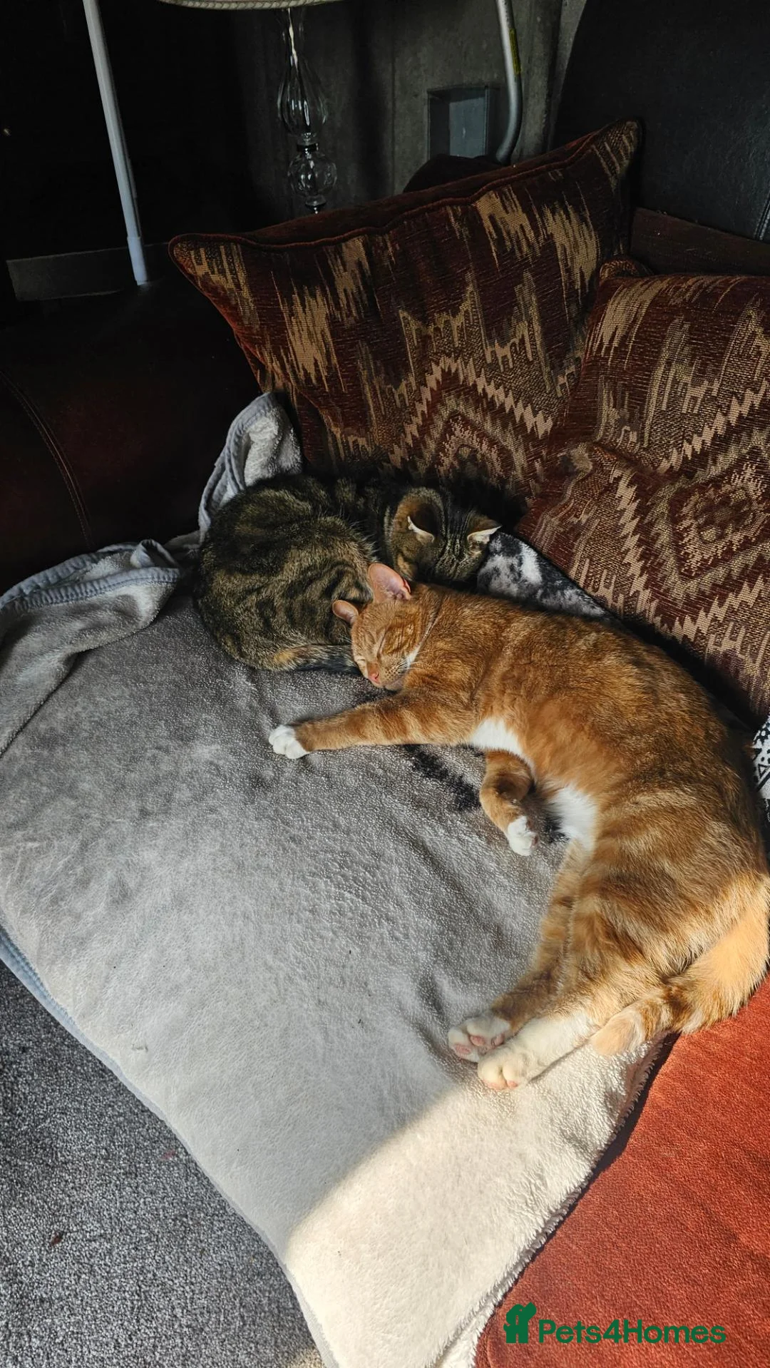 Mixed Breed cats for sale: Free  in Doncaster - Advert 1