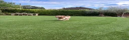 Cavapoo dogs for sale: Sweet Coby in Tunbridge Wells - Advert 7