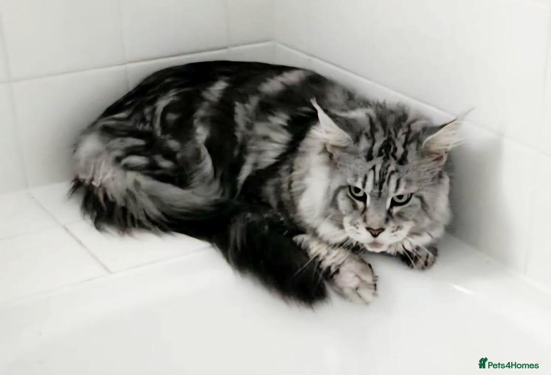 Maine Coon cats for sale: Maine Coon kittens  - Advert 15