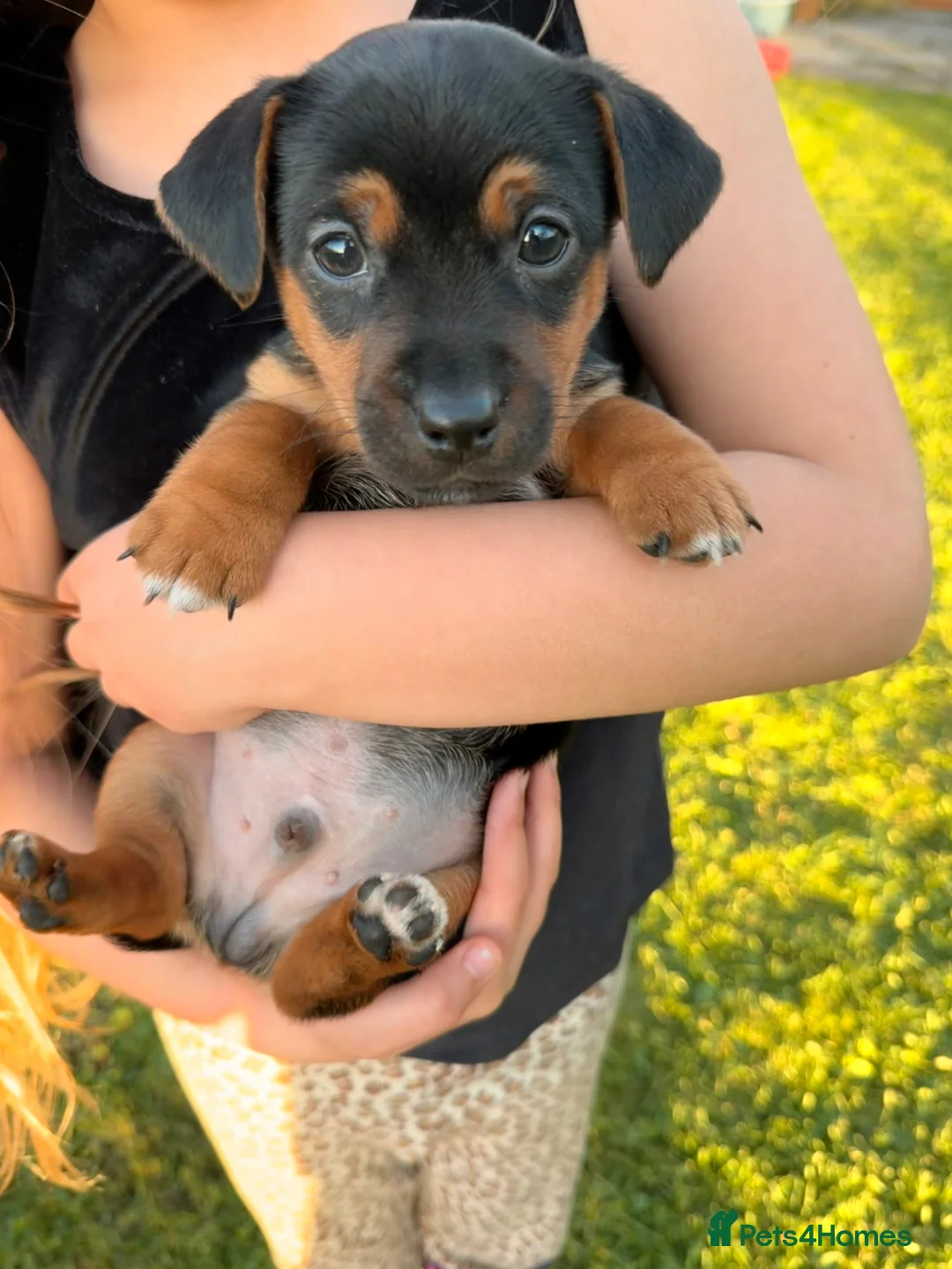 Jack Russell dogs for sale: Gorgeous Jack Russell Boy - Advert 1