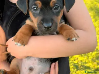 Jack Russell dogs Gorgeous Jack Russell Boy - Advert 1