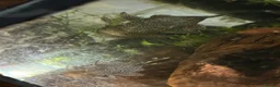 Plecos fish for sale: Shortfin Bristlenose SALE - Advert 6