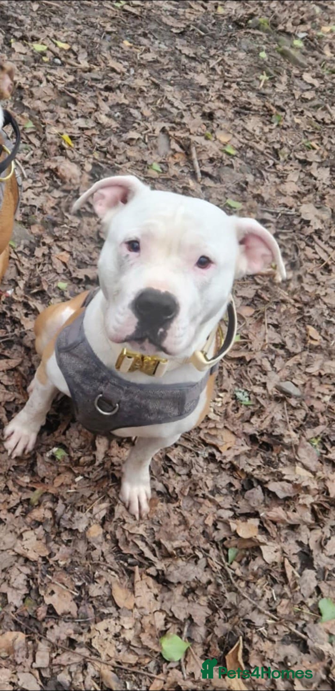 Mixed Breed dogs for sale: Lovely little pups looking for their forever homes - Image 6
