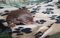 Dachshund dogs for sale: Miniature dachshunds  - Image 6