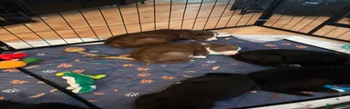 Mixed Breed 5