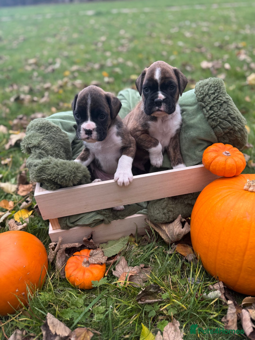 Boxer dogs for sale: ASTONISHING KC REGISTERED BOXER PUPPIES!  - Image 2