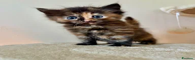 Turkish Angora Kitten 3