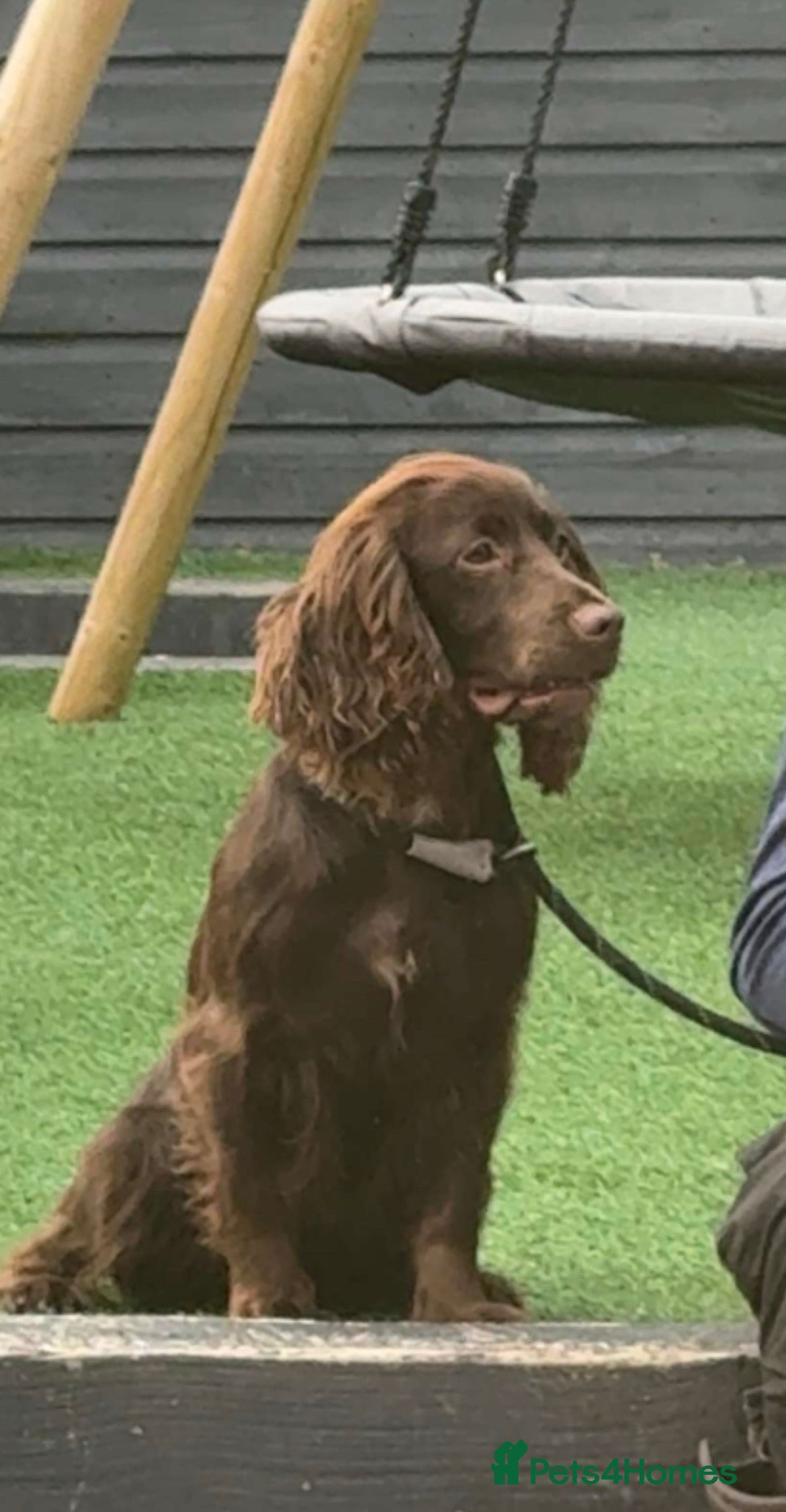 Cockapoo dogs ⭐️Stunning F1 cockapoo puppies⭐️ - Advert 11