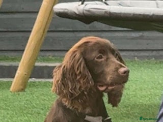 Cockapoo dogs ⭐️Stunning F1 cockapoo puppies⭐️ - Advert 6