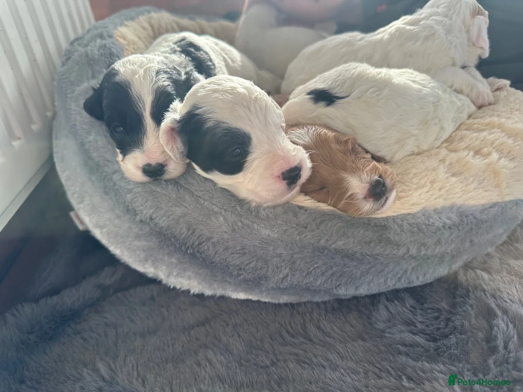 Cockapoo dogs for sale: 🐾Beautiful cockapoo puppies 🐾💙💗 - Advert 2