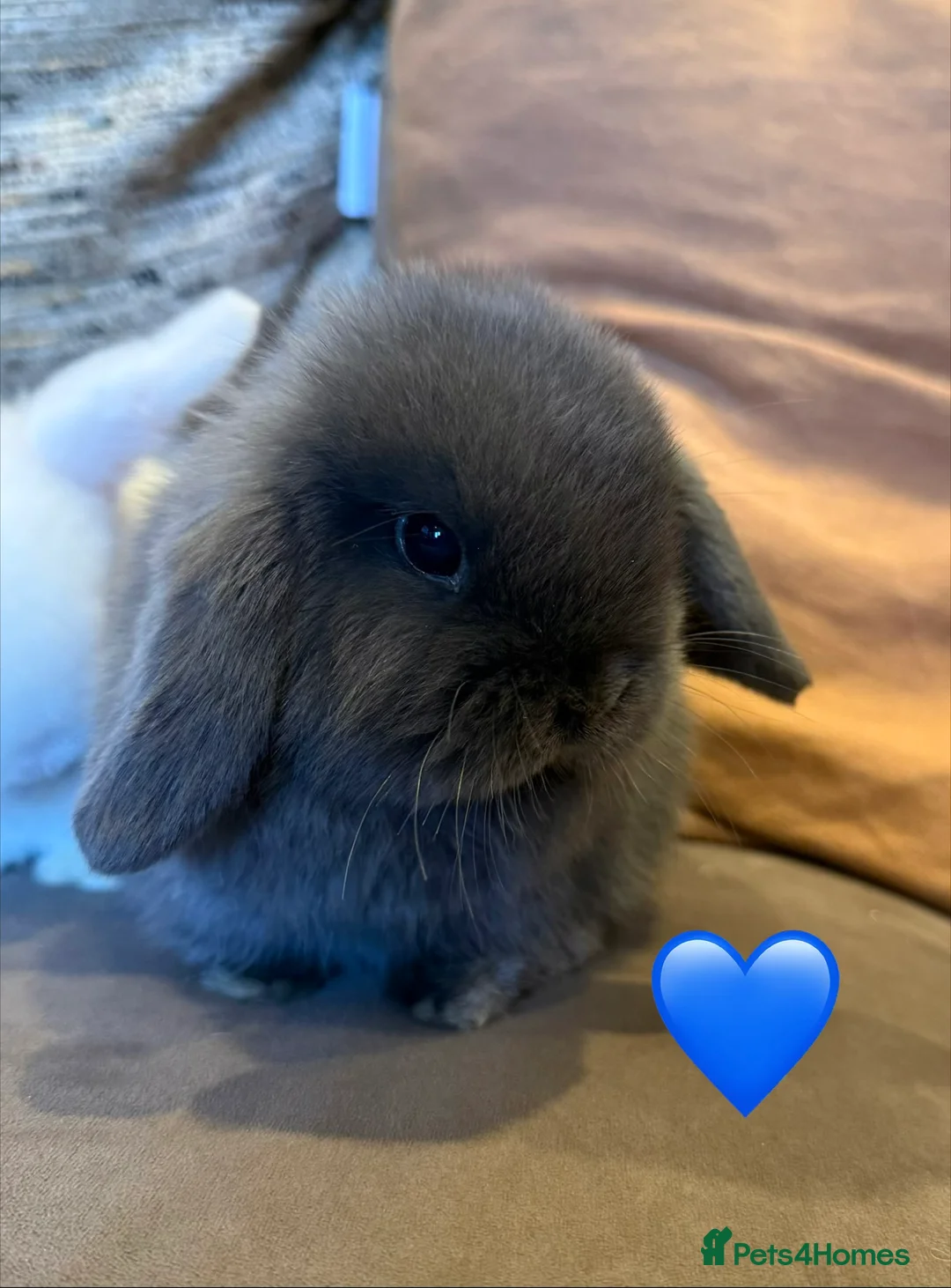 Mini Lop rabbits for sale: Three gorgeous mini lops. White and two Grey/Blue - Advert 2