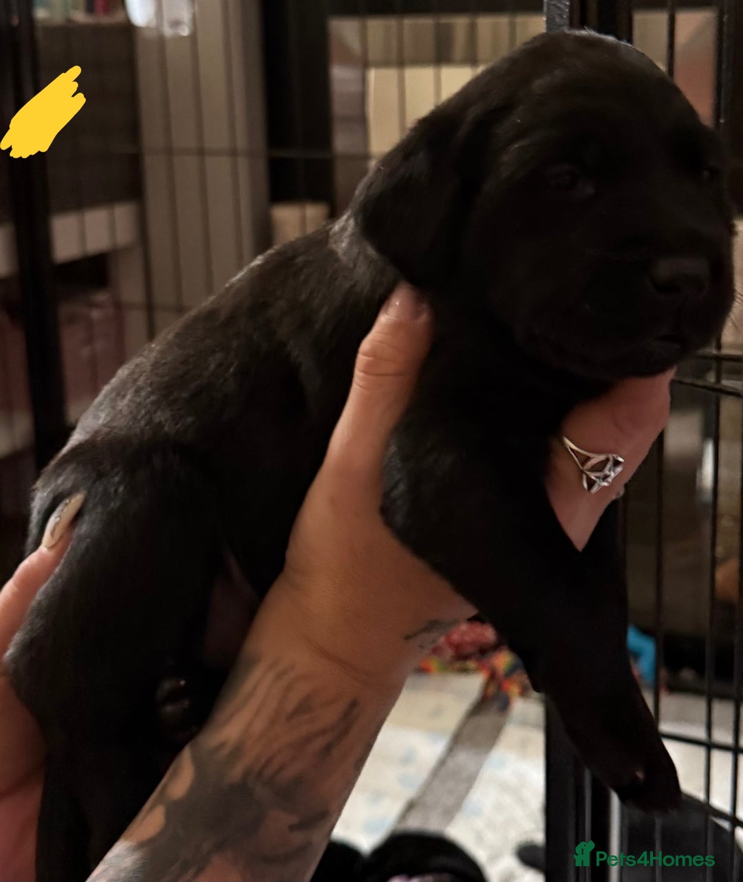Labrador Retriever dogs for sale: Stunning litter of pure bred black Labrador pups  - Image 11