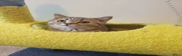 British Shorthair cats for sale: Ready to leave🐱 - Advert 14