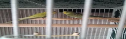Budgerigars birds for sale: 2 x Budgies with full set up - Advert 5