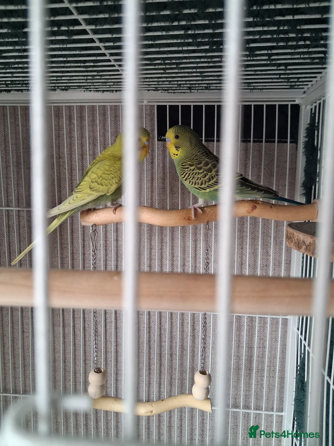 Budgerigars birds for sale: 2 x Budgies with full set up - Advert 5