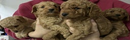 Cavapoo dogs for sale: Beautiful F1B Teddy Cavapoo Puppies - Advert 12