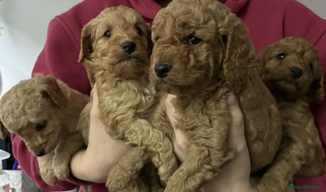 Cavapoo dogs for sale: Beautiful F1B Teddy Cavapoo Puppies - Advert 12