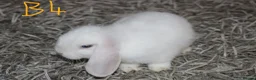 Mini Lop rabbits for sale: 5 Mini Lop / Mini Plush Babies - Advert 14