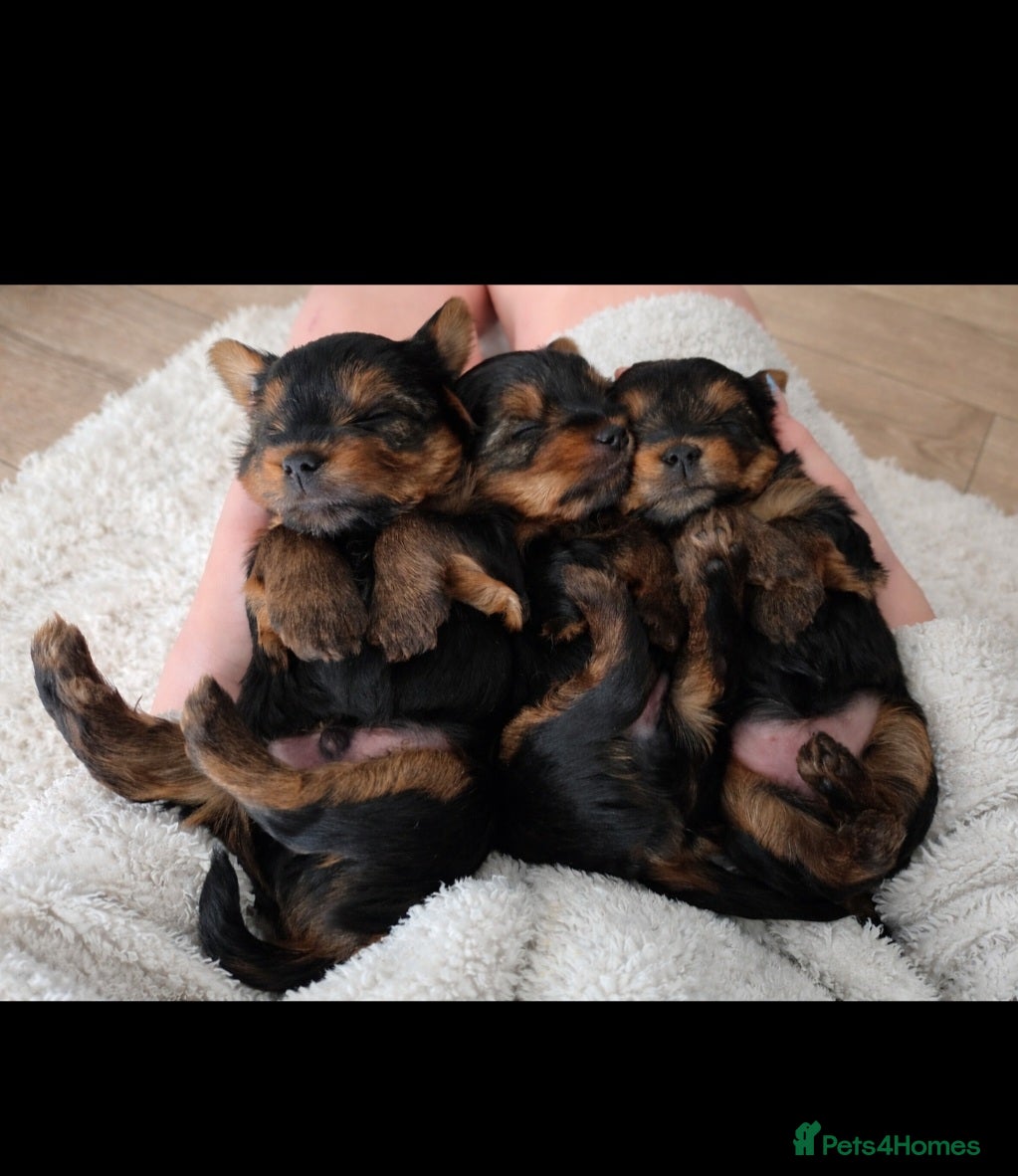 Yorkshire Terrier dogs BeautifulYorkshireTerrier Puppies-Raised with Care - Advert 2