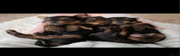 Yorkshire Terrier dogs for sale: 💙ONLY 1 LEFT💙BeautifulYorkshireTerrier Puppies - Advert 5