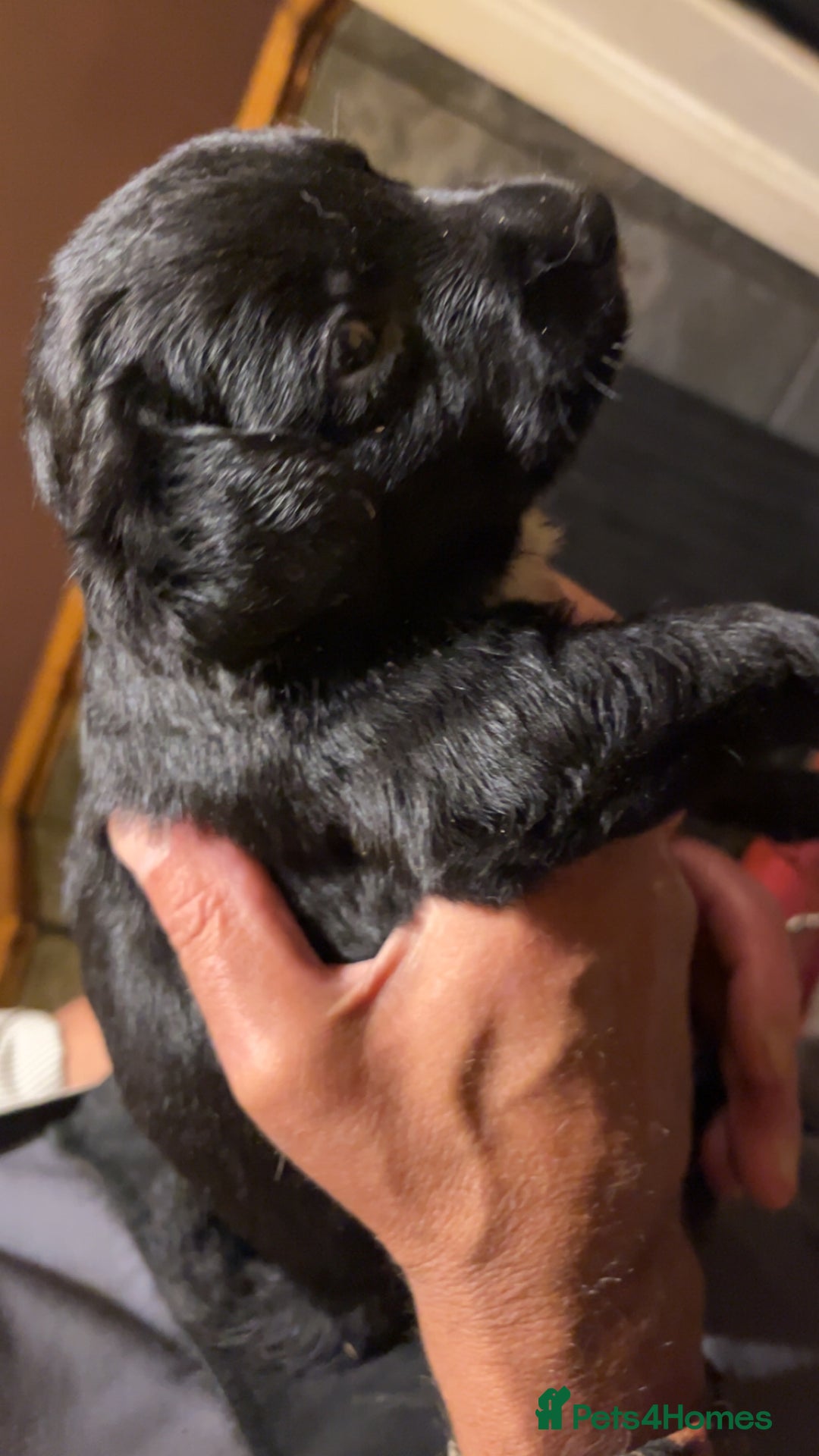 Mixed Breed dogs for sale: 8 puppies available rottweiler x border collie - Image 6