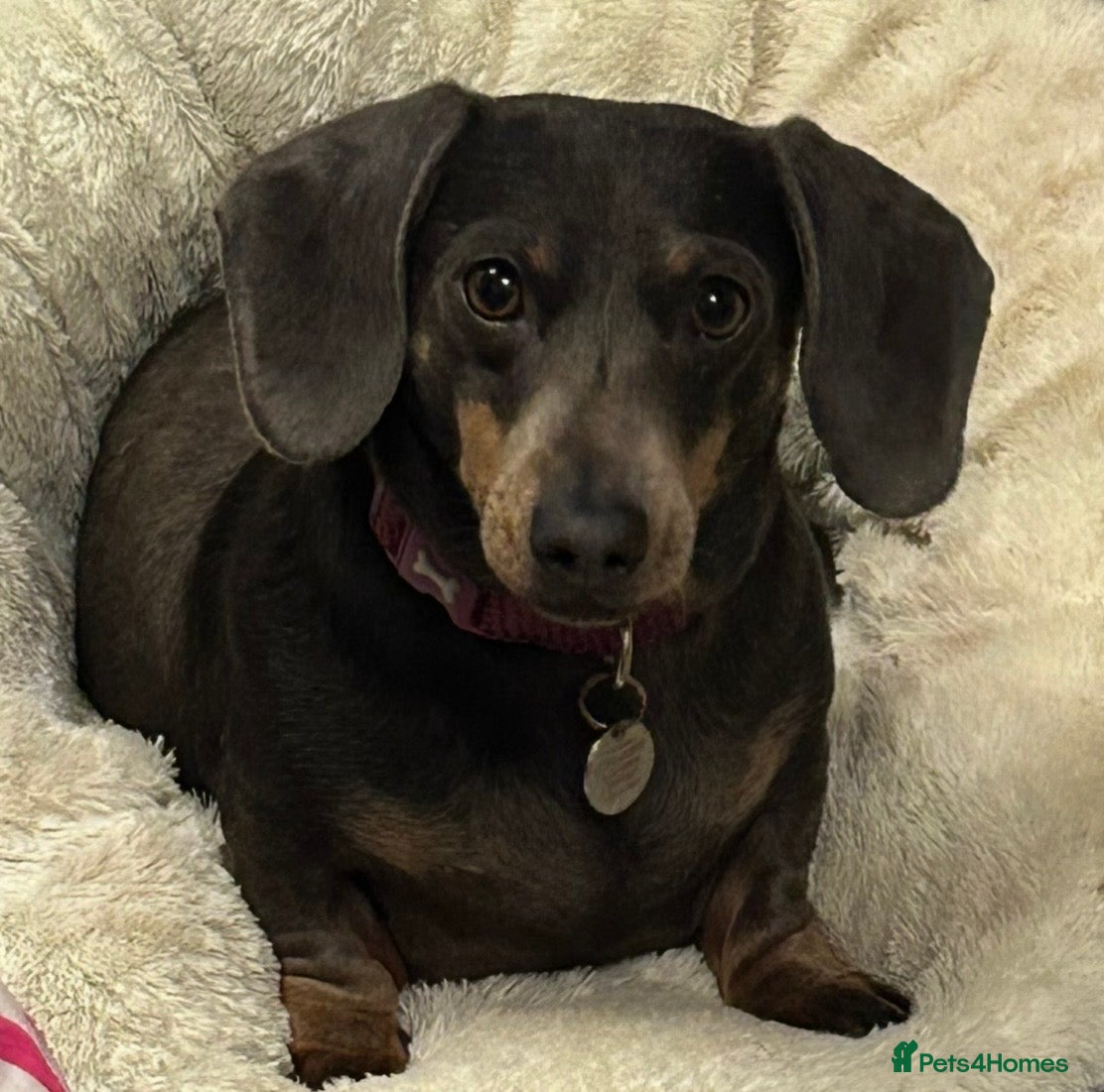 Dachshund dogs Miniature daschund 5 years old  in Matlock - Advert 9