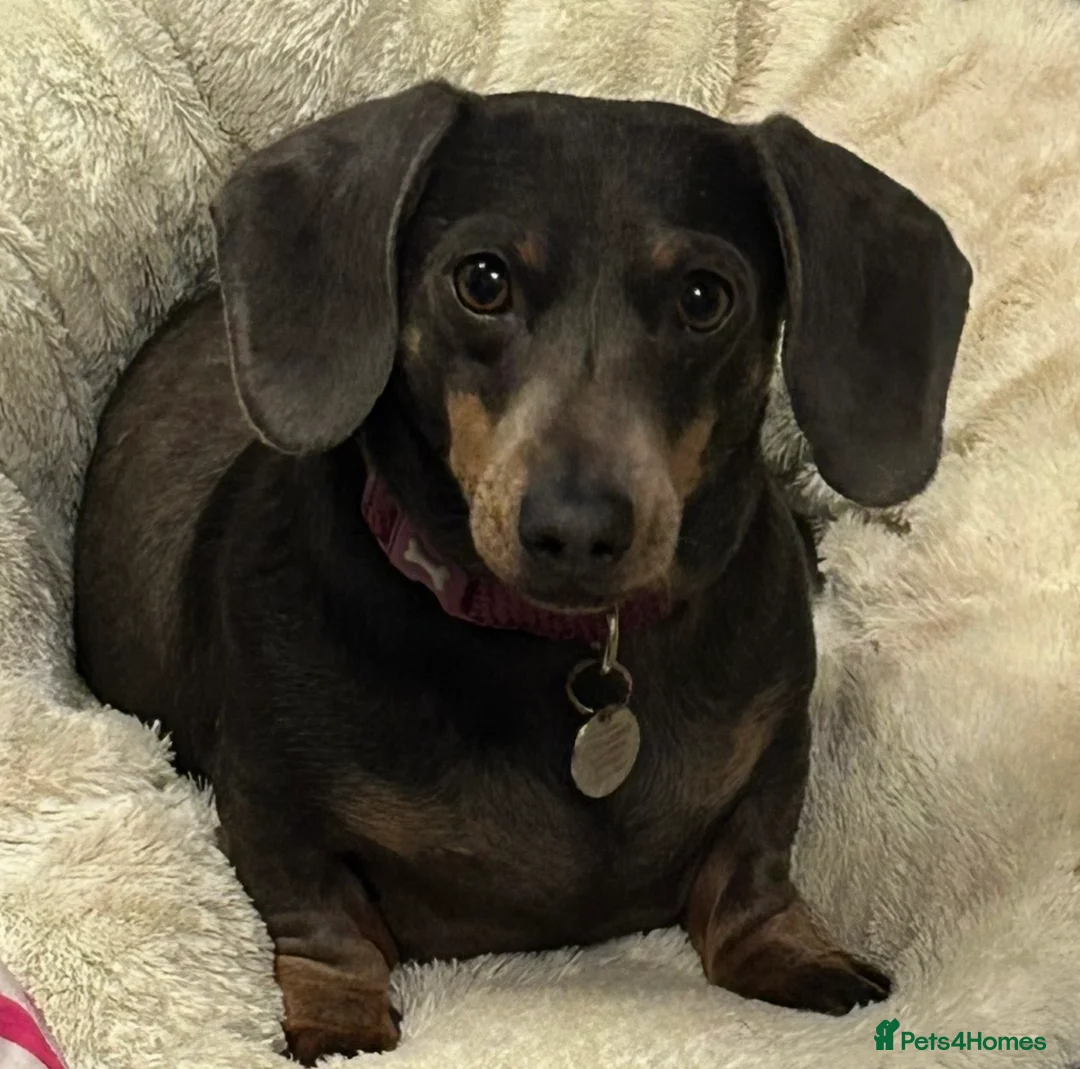 Dachshund dogs for sale: Miniature daschund 5 years old  in Matlock - Advert 1