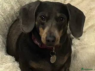 Dachshund dogs Miniature daschund 5 years old in Matlock - Advert 9