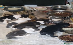 Mixed Breed dogs for sale: Fantastic 3/4 French bulldog and a 1/4 jack puppy - Image 18