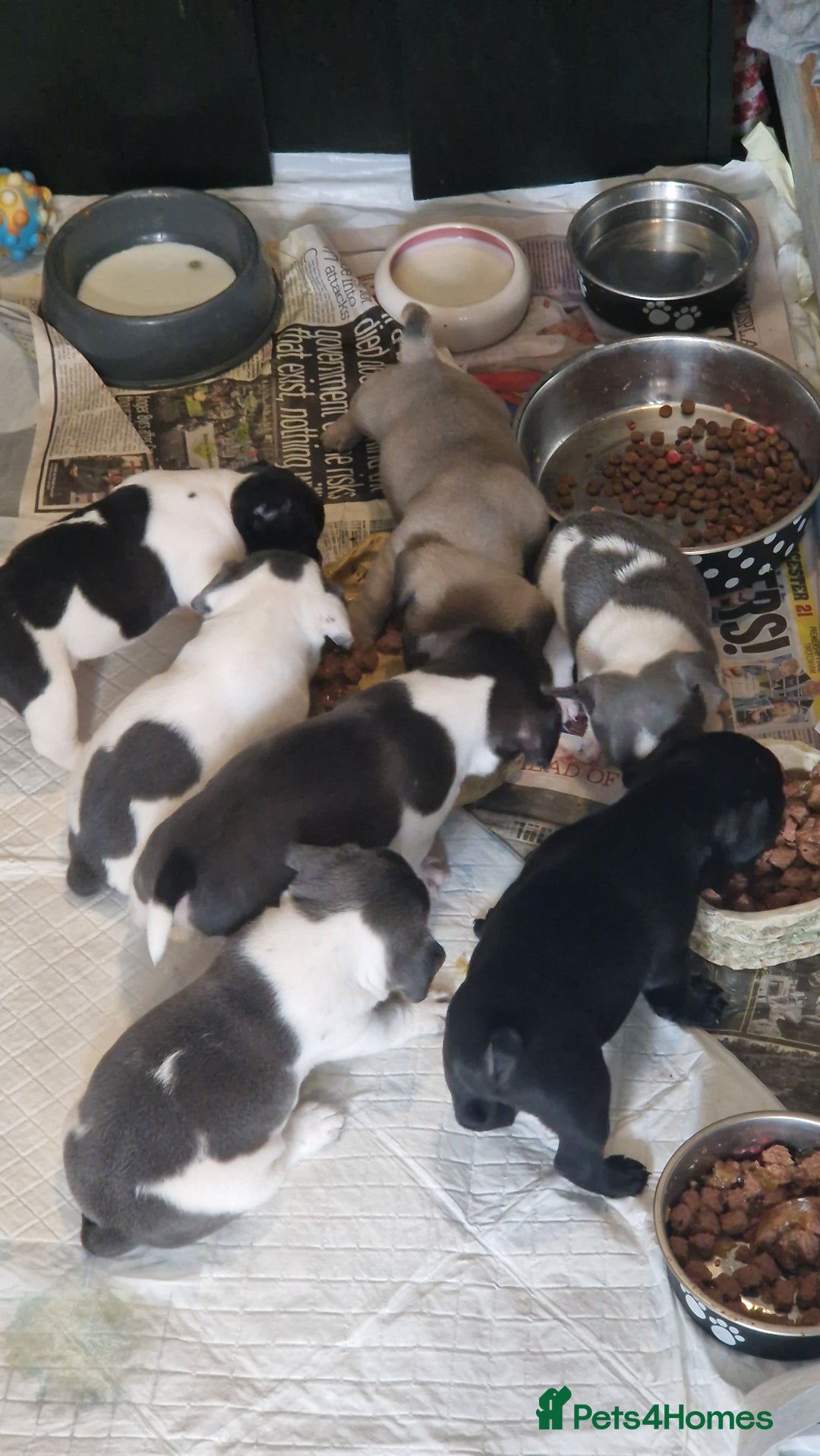 Mixed Breed dogs for sale: Fantastic 3/4 French bulldog and a 1/4 jack puppy - Image 18