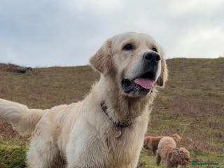 Golden Retriever dogs ORLAGOLD MAJOR TOM (Ziggy) - Advert 8