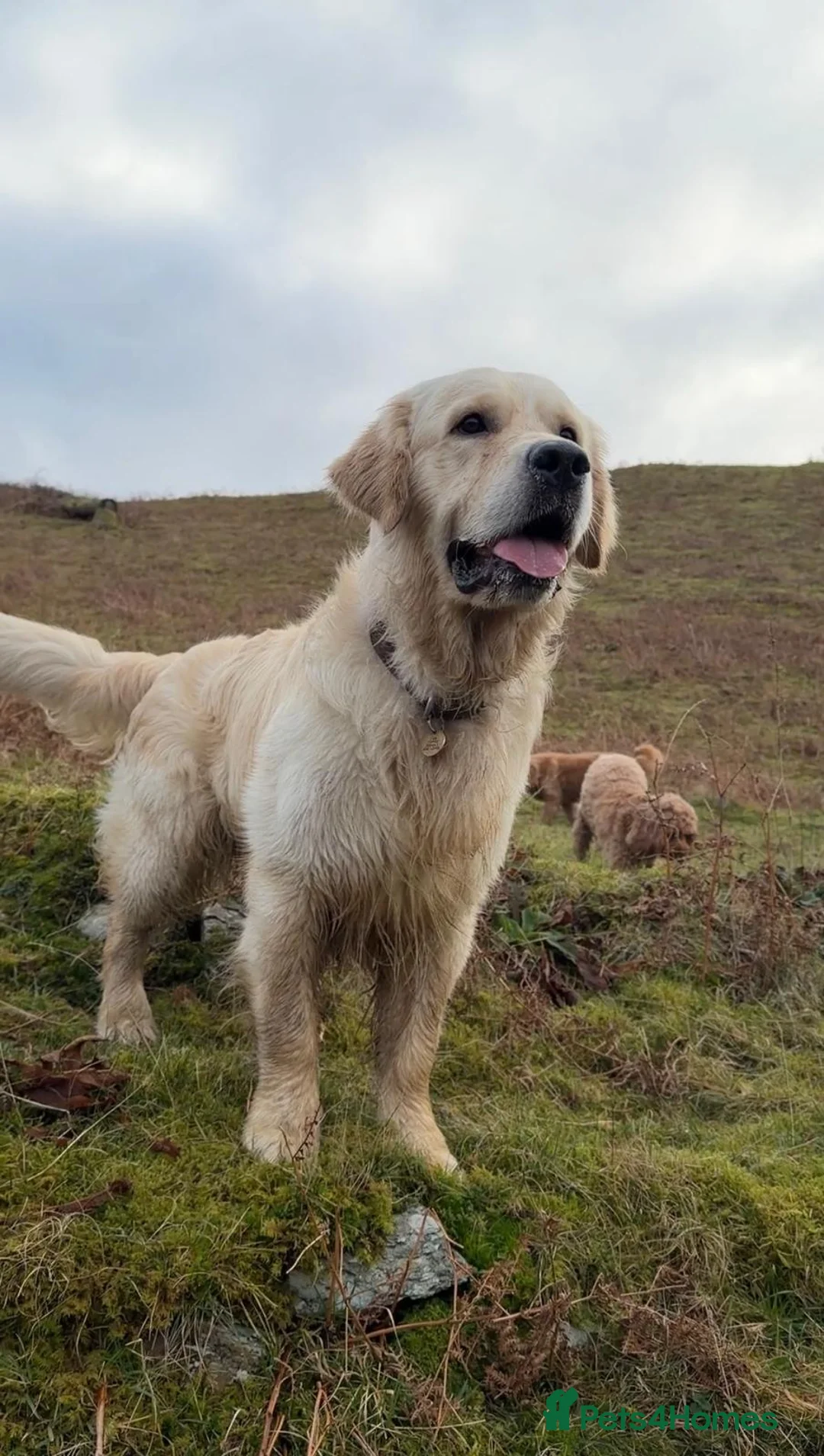 Golden Retriever dogs for stud: STUD DOG ORLAGOLD MAJOR TOM (Ziggy)  - Advert 1