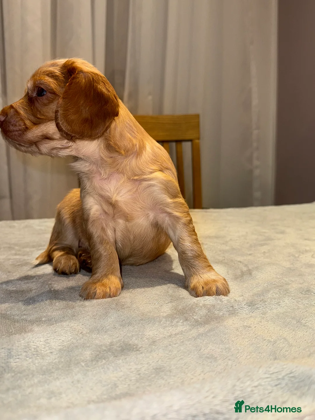 Cocker Spaniel dogs for sale: Adorable cocker spaniel puppies - Advert 12