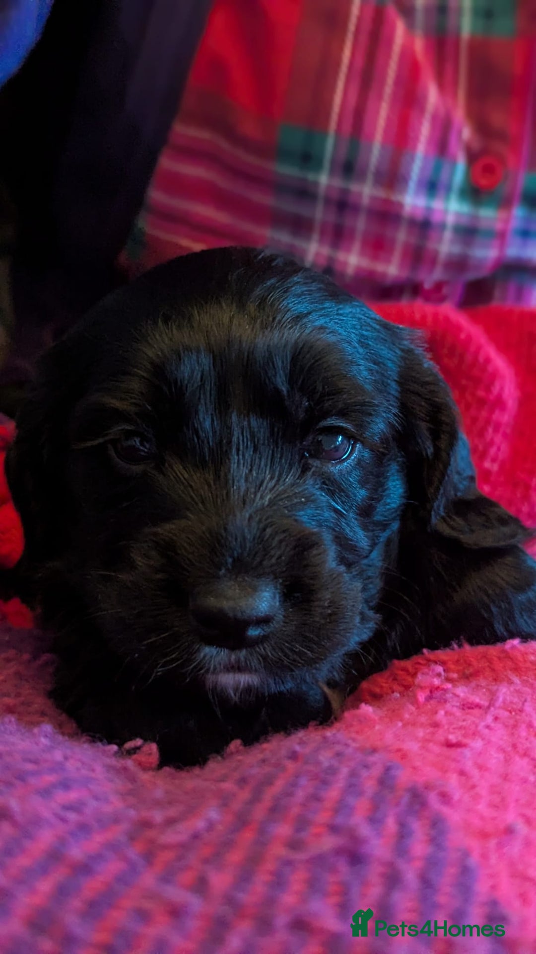 Cocker Spaniel dogs for sale: Working Cocker Spaniel puppies - Advert 24