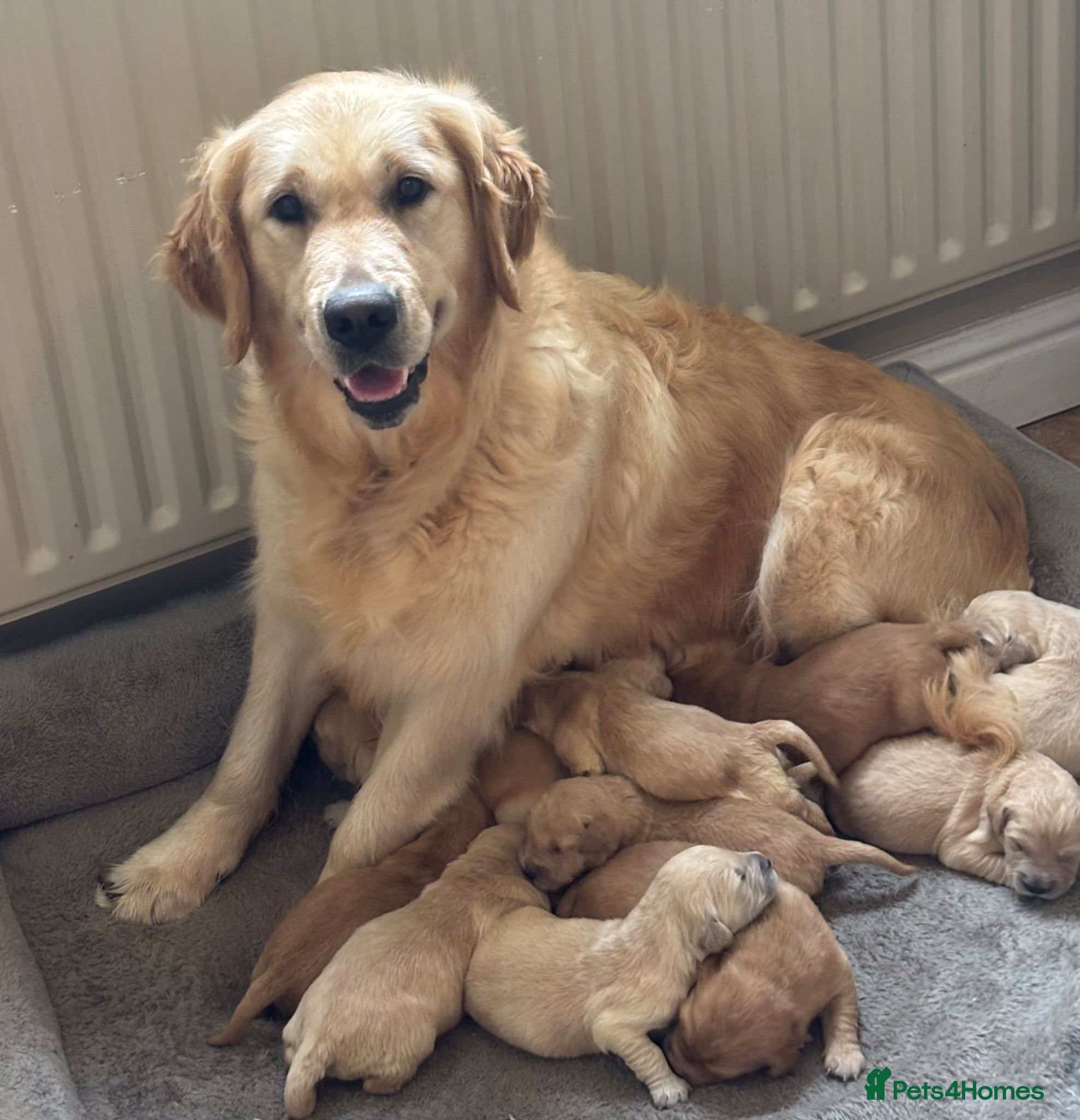 Golden Retriever dogs Beautiful KC Reg Golden Retriever puppies!!  - Advert 2