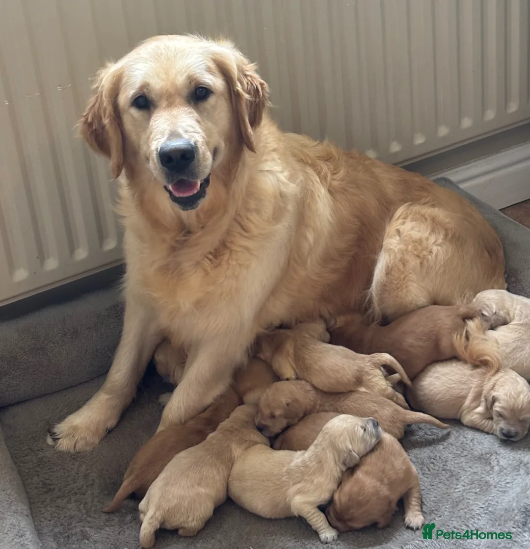 Golden Retriever dogs for sale: Beautiful KC Reg Golden Retriever puppies!!  in Whitchurch - Advert 1