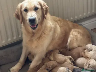 Golden Retriever dogs Beautiful KC Reg Golden Retriever puppies!! - Advert 2